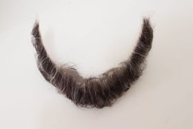 Barba castaña con canas, sin montar, extendida sobre un fondo blanco